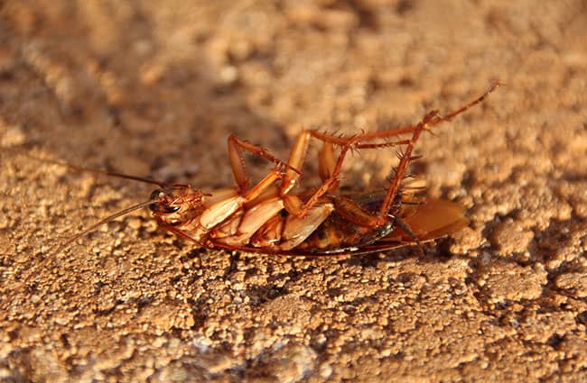 Roach Ridd Getting Rid of Roaches: Quick Fixes and When to Call the Experts - At ...