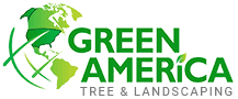 Green America Tree