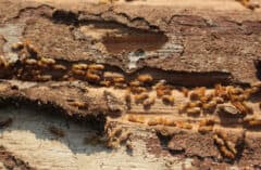 termites - a common home pest
