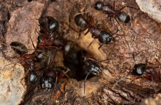 Carpenter Ants: What Homeowners Need to Know - At Home Pros