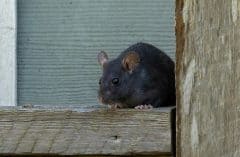 what is a roof rat?