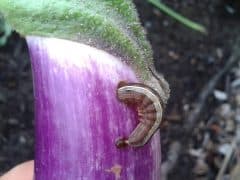a cutworm boring into a plant
