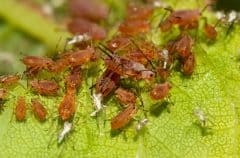 a cluster of aphids