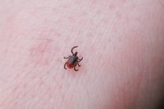 deer tick