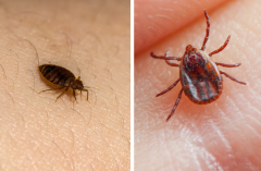 ticks vs bed bugs