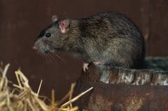 norway rat