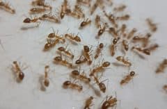 ants in home