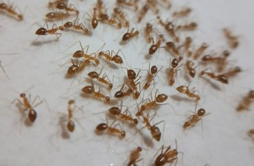 ants in home
