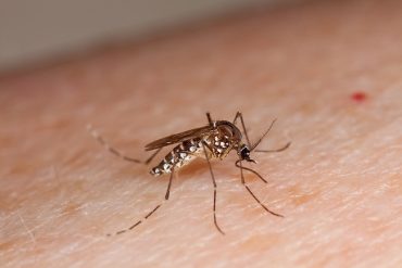 mosquito on human skin