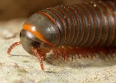 millipedes