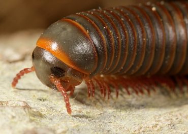millipedes
