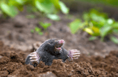 a mole