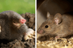 moles vs mice
