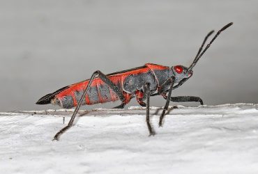 boxelder bug