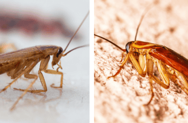 german cockroach and oriental cockroach