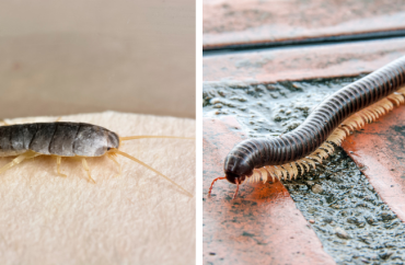 silverfish vs millipede