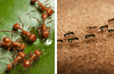 red ants vs pavement ants