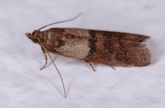 indian meal moth