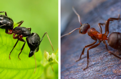 carpenter ants vs pavement ants