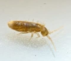 springtail