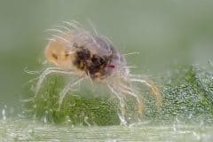 spider mite