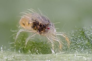 spider mite