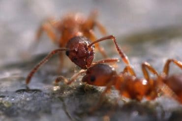 ants--a common summer pest