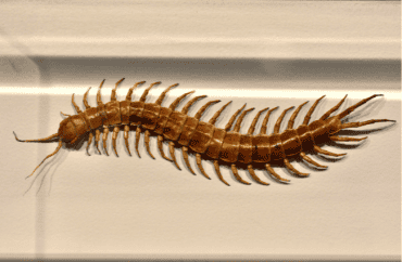 centipede